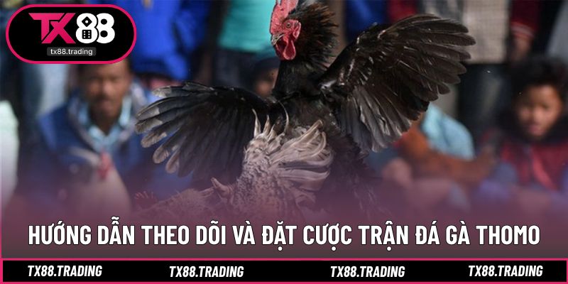 Các bước giúp theo dõi và tham gia đá gà Thomo hiệu quả