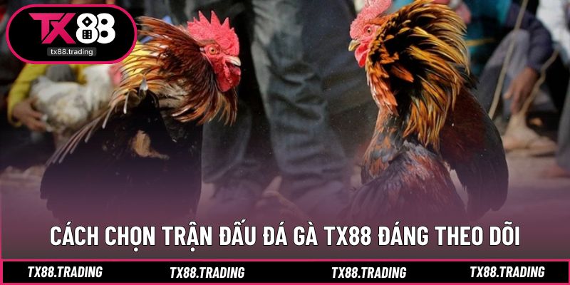 Gợi ý giúp chọn đúng trận đấu đá gà chất lượng