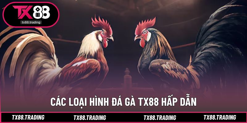 Hình thức đá gà TX88 đa dạng theo sở thích cá nhân