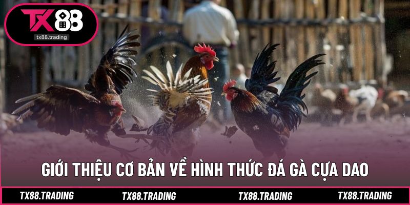 Khái quát hình thức thi đấu tốc độ cao, mang tính sát phạt
