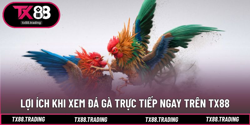 Lợi thế rõ rệt khi theo dõi trận đấu đá gà trực tiếp